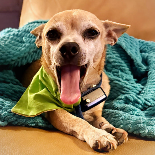 A chihuahua is happy in his scrappy tails bandana.